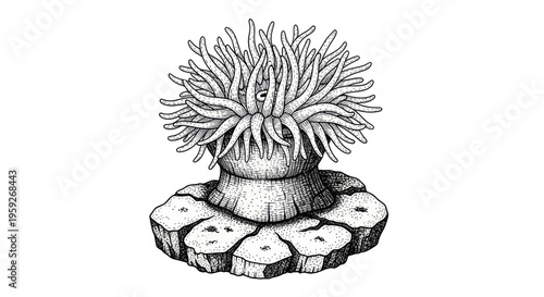 Hand-drawn sea anemone illustration on white background