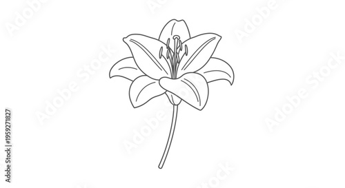 Elegant Lily Flower Outline Drawing, Simple Botanical Illustration, Vector Art