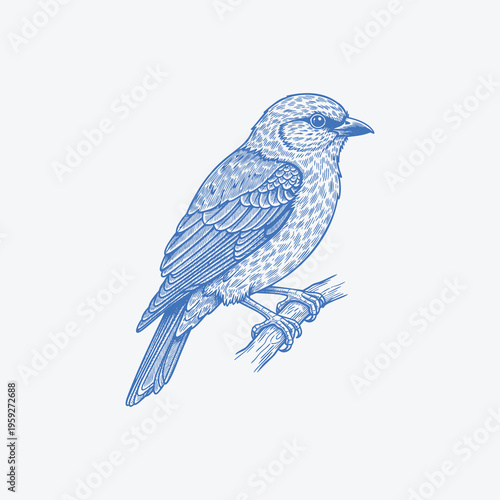 Blue bird illustration, perched bird, vector drawing, wildlife art