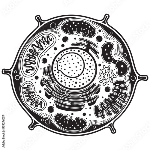 Animal cell diagram hand drawn line art sketch biology science illustration isolated on transparent background