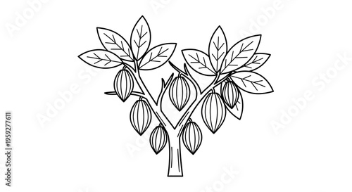 Cocoa Tree with Pods - Line Art Illustration
