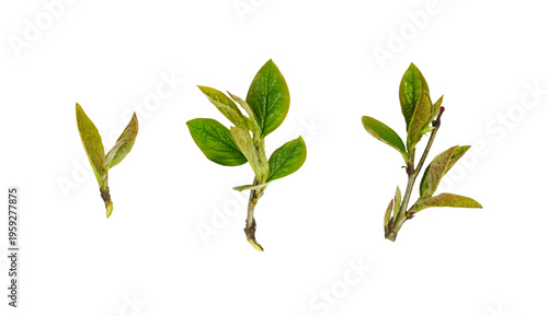 Set of small fresh sprigs with spring green leaves isolated on white or transparent background