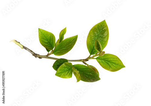 Photos Fresh twig with spring green leaves isolated on white or transparent background