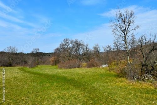 фотографія Green meadow with trees at Kras in Primorska, Slovenia