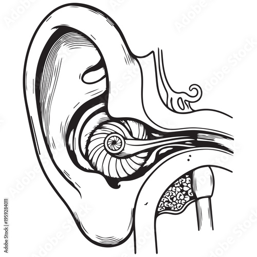 Human ear anatomy detailed line art illustration medical diagram isolated on transparent background