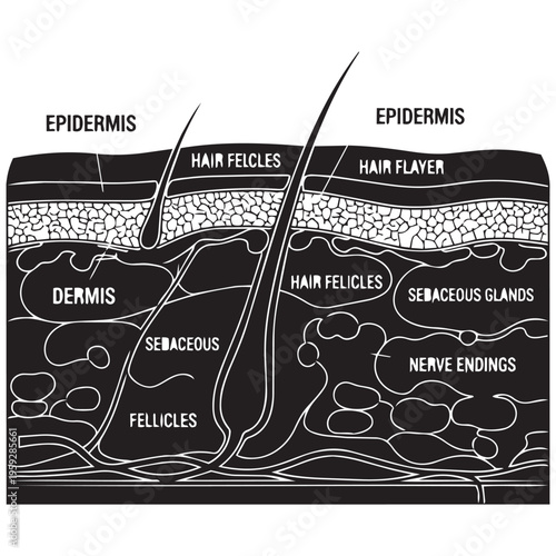 Human skin anatomy diagram illustration with epidermis dermis hair follicles isolated on transparent background