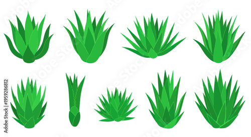 Green Agave Plants Collection, Succulent Desert Flora Set