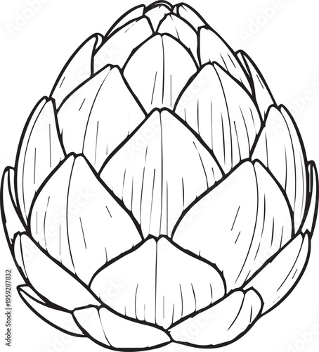 Artichoke, vector illustration, black and white, food, vegetable, botanical