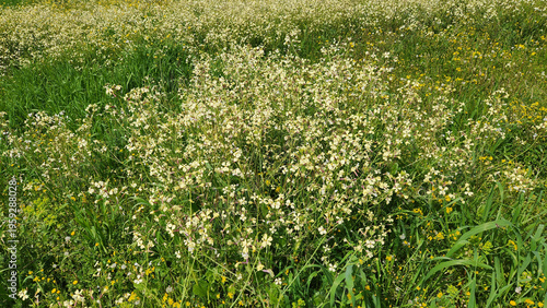 Wild Radish (Raphanus raphanistrum), a flowering plant species in the Brassicaceae family in a Medietrranean field in April.