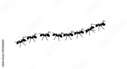 Silhouette of ants marching in a line on a white background