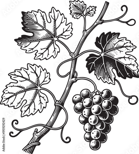 Line art illustration Set of Vitis vinifera (the common grape vine) frontal detailed botanical drawing, black outline on white background.