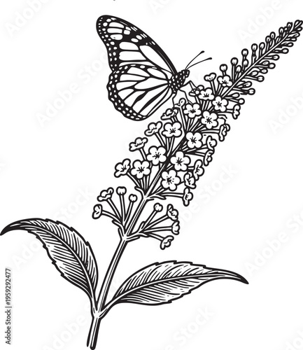 Line art illustration of a butterfly bush with long arching flower spikes and a butterfly landing on top, detailed botanical drawing, black outline on white background.