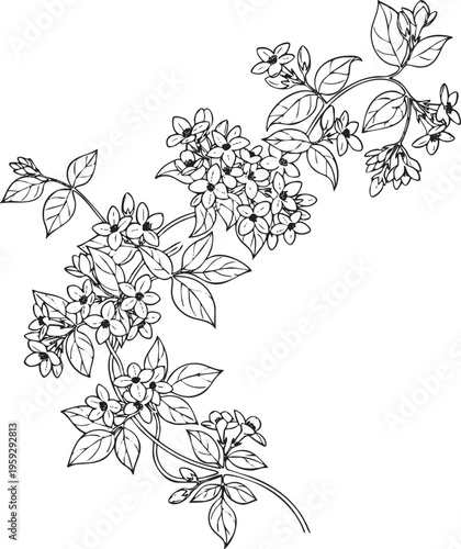 Line art illustration of a jasmine bush with star-shaped fragrant flowers climbing and sprawling outward, detailed botanical drawing, black outline on white background.