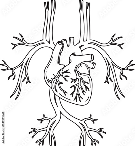 Human heart anatomy, cardiovascular system, heart illustration, medical vector diagram