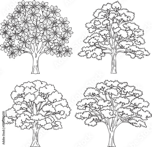 Line art illustration Set of Bothrocaryum controversum and Albizia falcata frontal street trees black outline on white background.
