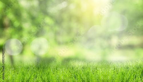 Lush green grass on sunny spring day