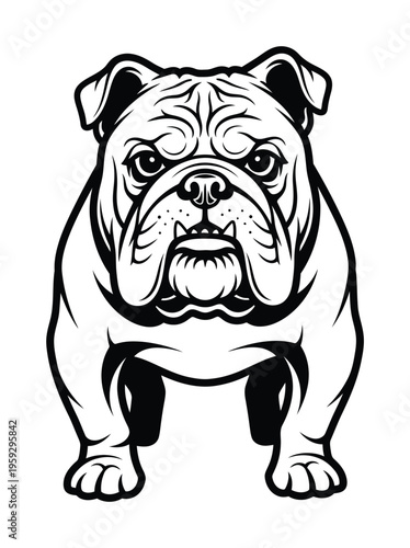 Vector of a sturdy bulldog standing with a strong and muscular build and facing forward