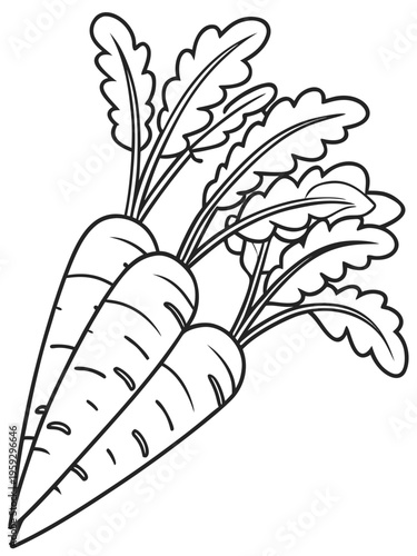 hand drawn vector illustration of carrots