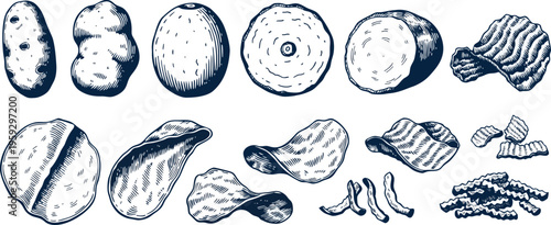 Potato Engraving Vector Set — Vintage Botanical Vegetable Illustration Collection