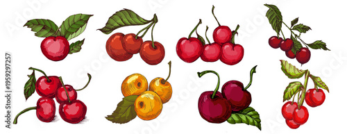 Vibrant Colorful Cherries Illustration. Ripe Red Sweet Cherry Fruit with Green Leaves. Creative Artistic Food Design for Summer Branding and Healthy Lifestyle