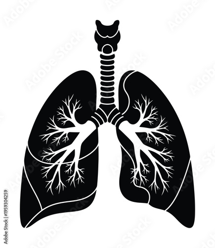 This vector depicts the anatomy of human lungs with bronchial tree structure.