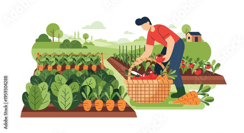 Man Harvesting Fresh Vegetables from Garden.