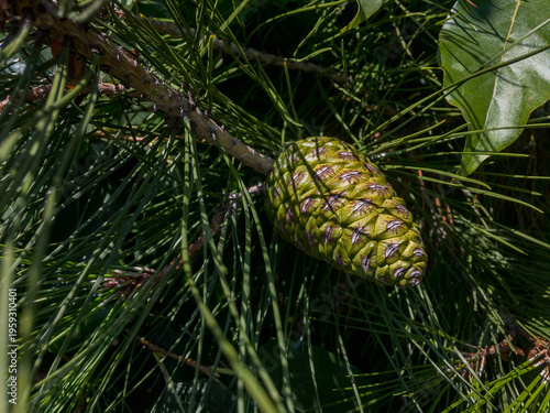 Pinus pinea with a pine cone. A cone of a mountain pine with buds on a branch with needles. A composition for a festive Christmas card. The concept of nature. Close-up. Pine cone on a green background