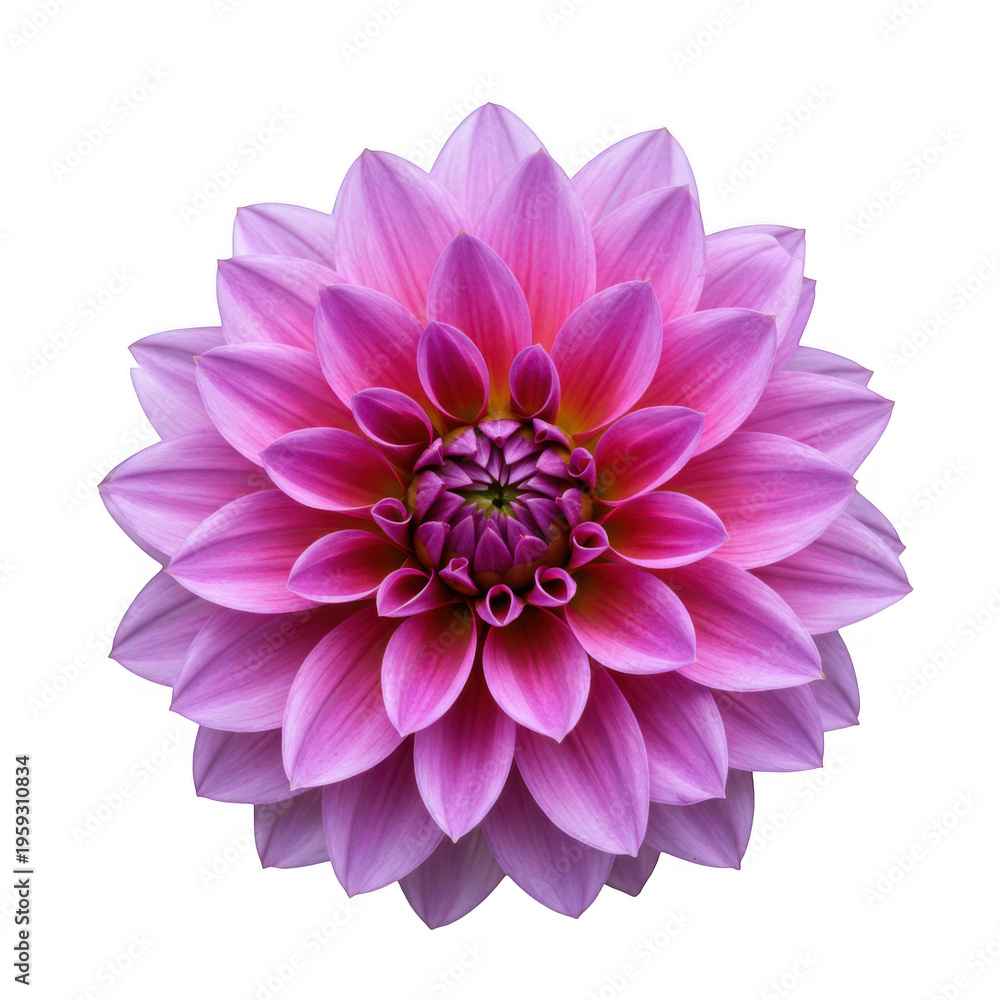 Fototapeta premium Close up of a pink dahlia flower isolated on transparent background