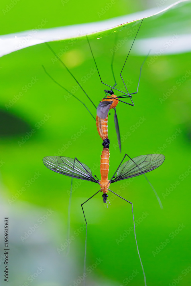 Fototapeta premium Crane flies mating, coupling on green leaf in thailand