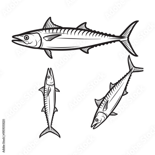King Mackerel Slender Three View Bold Line Art Vector Set
