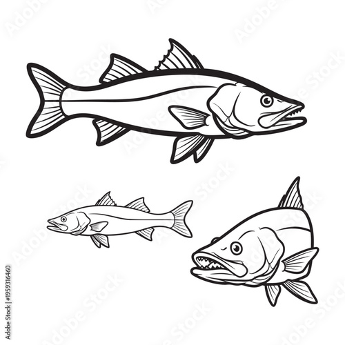 Snook Lateral Line Three View Bold Line Art Vector Design