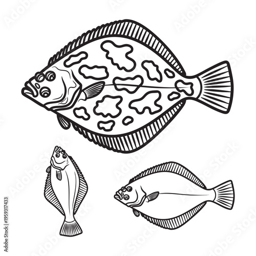 Flounder Flatfish Three View Bold Line Art Vector Illustration