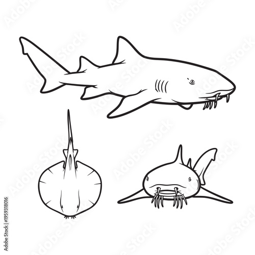Nurse Shark Flat Head Barbels Three View Bold Line Art Vector Set