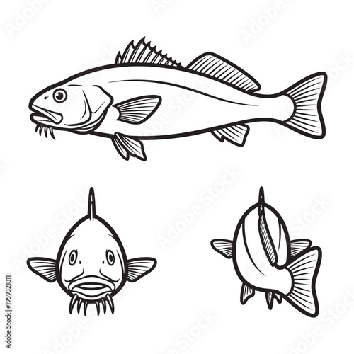 Atlantic Croaker Chin Barbel Three View Bold Line Art Vector Design