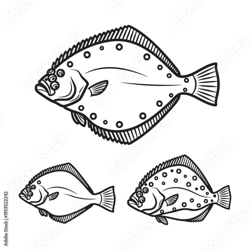 Gulf Flounder Asymmetric Three View Bold Line Art Vector Set