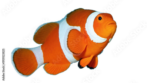 Fotografie Studio shot of a vibrant orange ocellaris clownfish with distinctive white strip