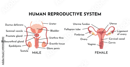 Human Reproductive System Vector Illustration Diagram, Male and Female. Medicine educational information