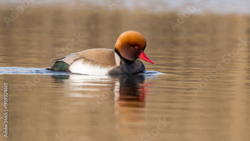 The Red-crested Pochard a beautiful duck in nature.