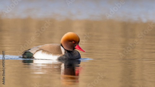 The Red-crested Pochard a beautiful duck in nature.