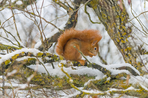 Rotes Eichhörnchen im Winter auf einer Weide, aufmerksam in verschneiter Landschaft.
