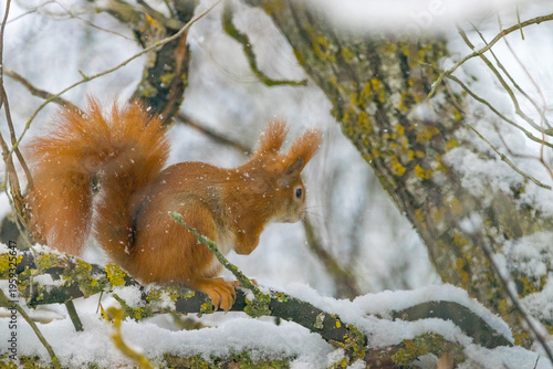 Europäisches Eichhörnchen (Sciurus vulgaris) auf einem Ast im Winter, umgeben von Schnee.