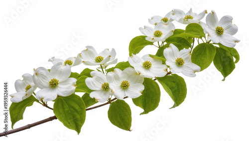 Obraz na płótnie Vibrant white dogwood blossoms with fresh green leaves, a beautiful sign of spri