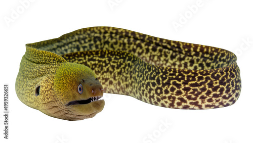фотографія Curled moray eel with striking spotted pattern, a fascinating marine predator sp