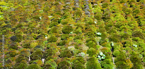 Tableau sur toile Thick moss growing on a roof on a house in Sark