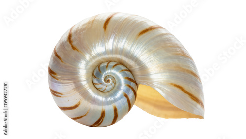 фотографія Elegant nautilus shell with perfect spiral and pearlescent chambers of natural b