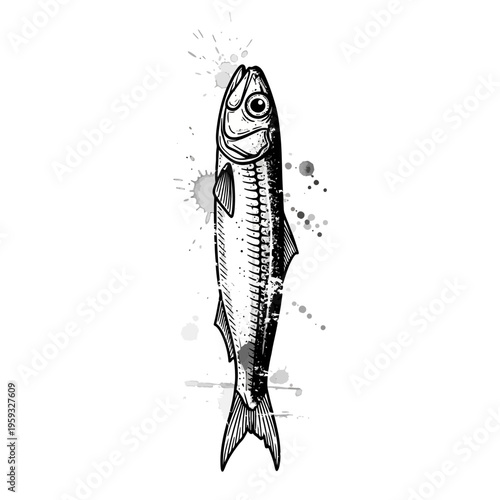 Hand-drawn sardine fish illustration with watercolor splashes