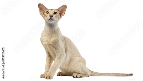 Foto Elegant fawn Oriental Shorthair cat with striking green eyes sitting attentively