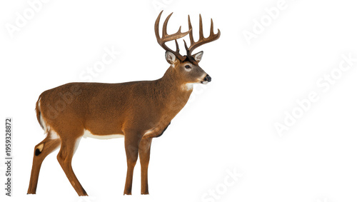Tableau sur toile Powerful whitetail deer buck showcasing its impressive rack of antlers standing