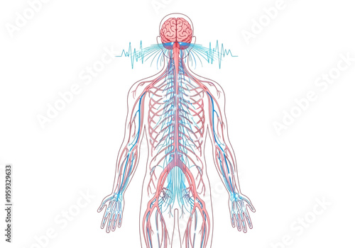 The human body displays its internal circulatory and nervous systems.