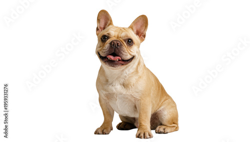 Tableau sur toile Adorable happy fawn French Bulldog puppy sitting, smiling, and looking at camera